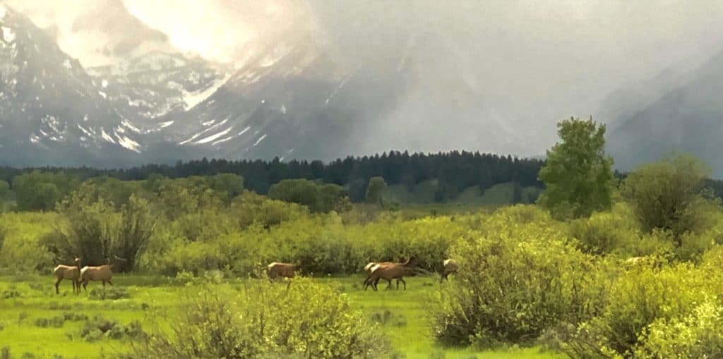 Elk herd, Grand Teton National Park itinerary
