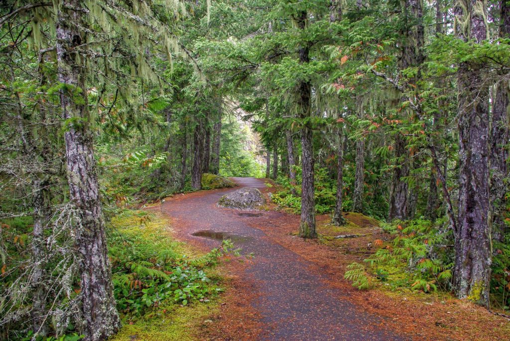 Hiking trail in the Hoh Rain Forest.