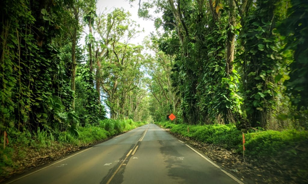 Hawaii Itinerary Kauai - Tree Tunnel