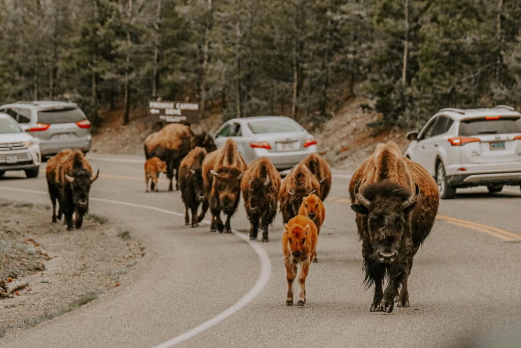 insider tips for visiting yellowstone, bison on the road