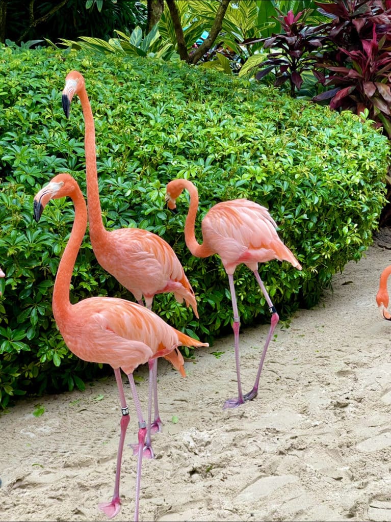 Insider's guide to Discovery Cove flamingos