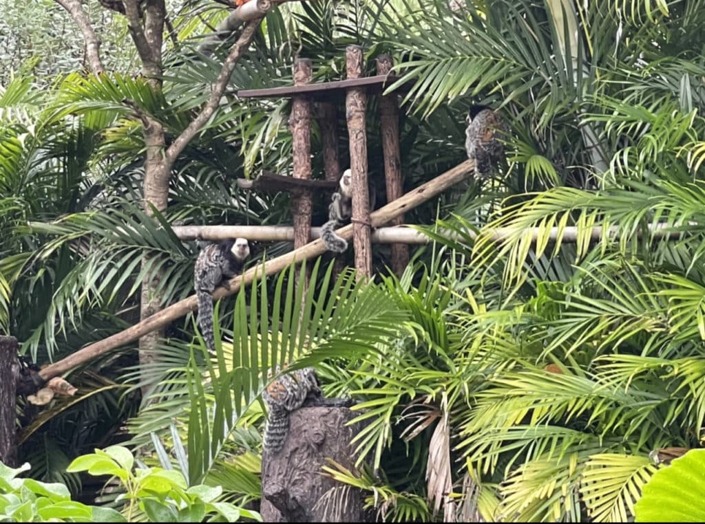 Insider's guide to Discovery Cove, marmosets