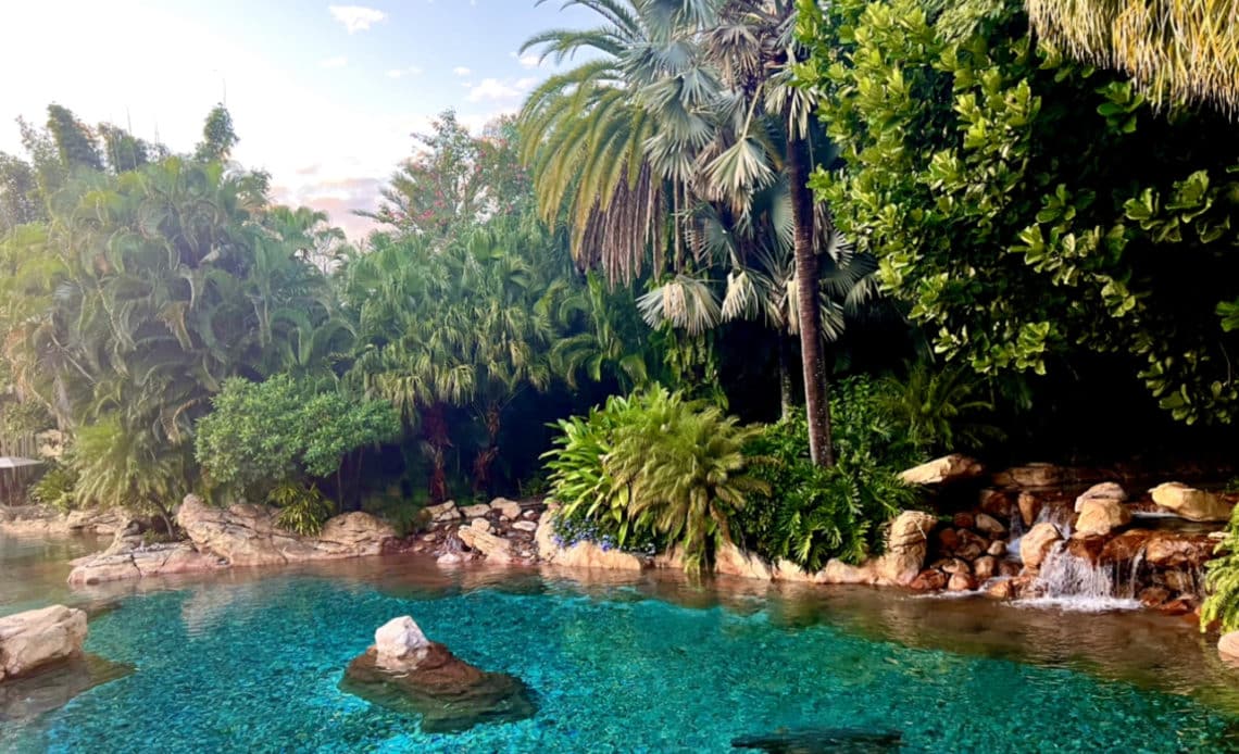 swim with dolphins in orlando