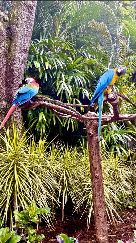 Insider's guide to Discovery Cove  macaws
