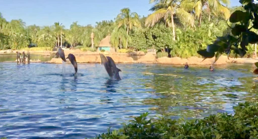 Insider's guide to Discovery Cove 