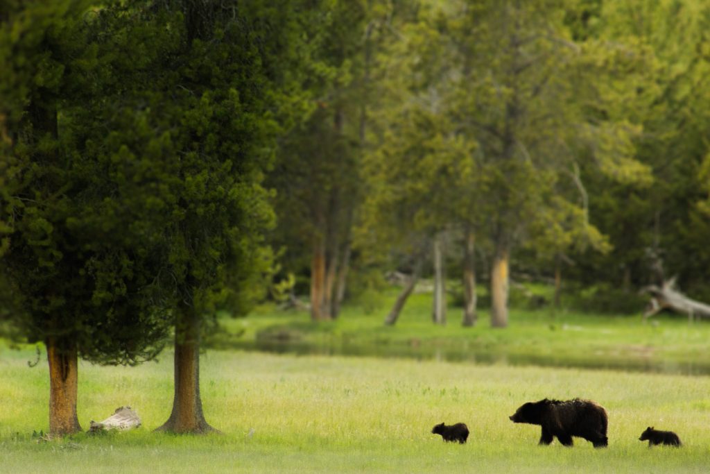 insider tips for visiting yellowstone, black bears