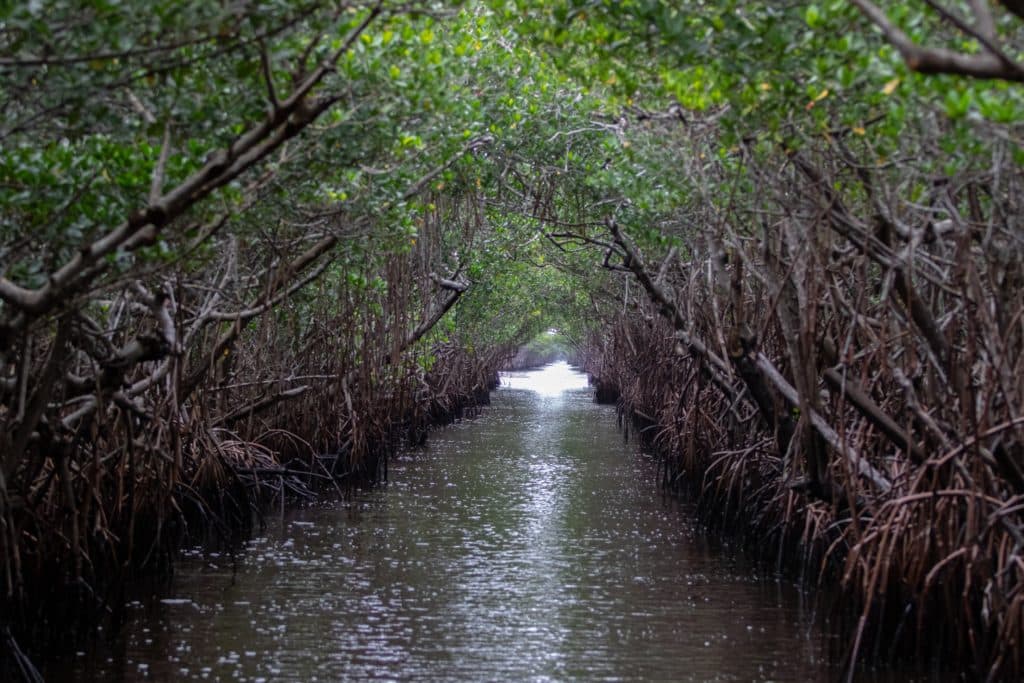 Florida mangroves