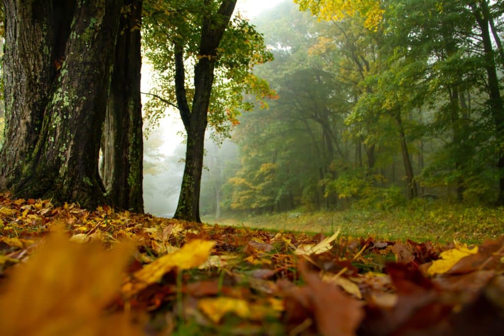 explore shenandoah national park, backpacking