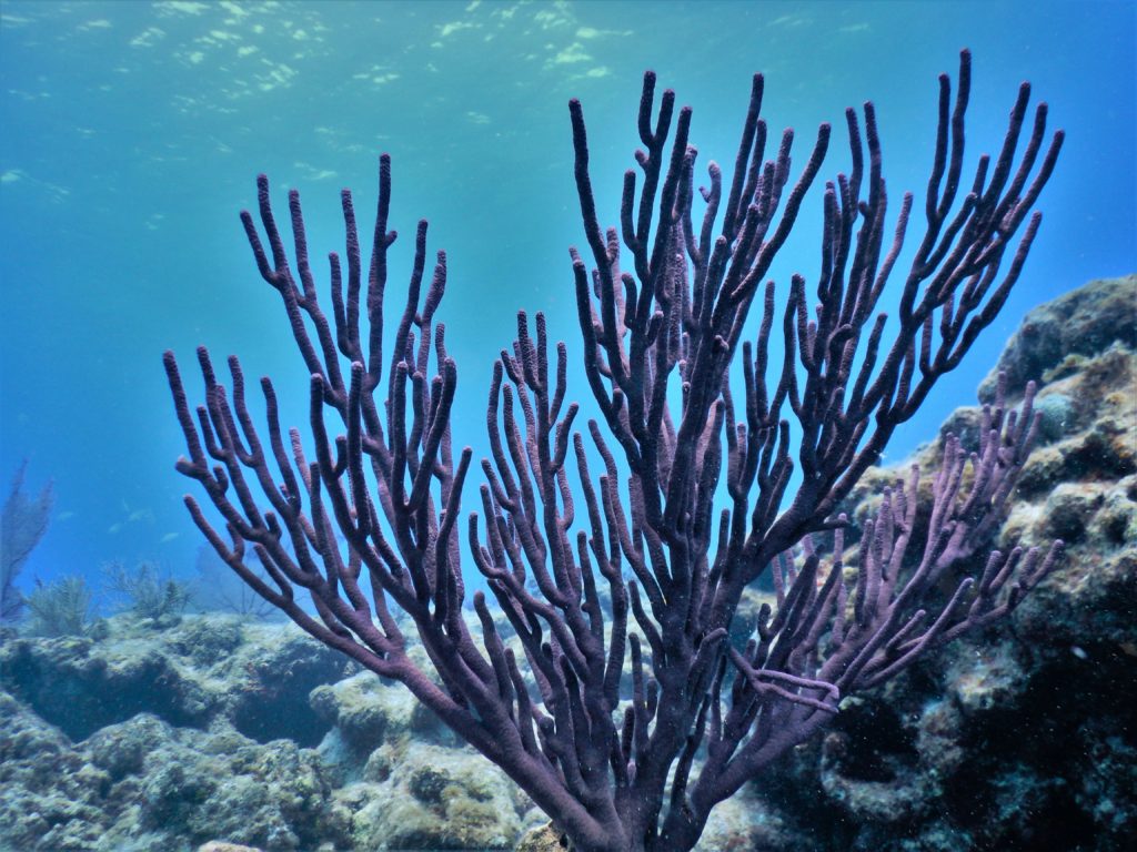 Coral reef in biscayne national park