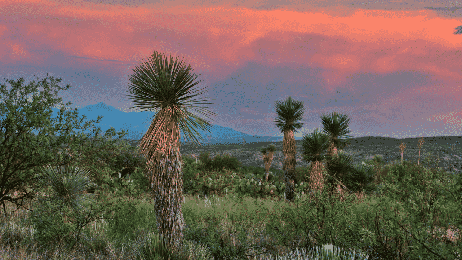 National Park Road Trip: Joshua Tree to Death Valley • The Traveling ...